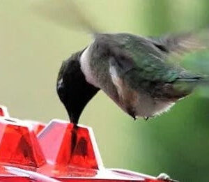 Alternative view of Ant-Proof Hummingbird Feeder